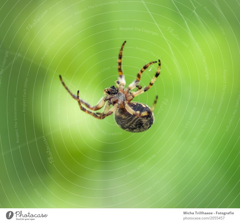 Small spider in a spider's web Environment Nature Animal Sun Sunlight Beautiful weather Wild animal Spider Animal face Legs Spider's web Spider legs Spin 1