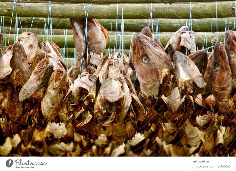 Iceland Food Fish Animal Hang Disgust Creepy Death Dry Nutrition Dried cod String Fish drying rack Colour photo Exterior shot Day Fish head Dried fish