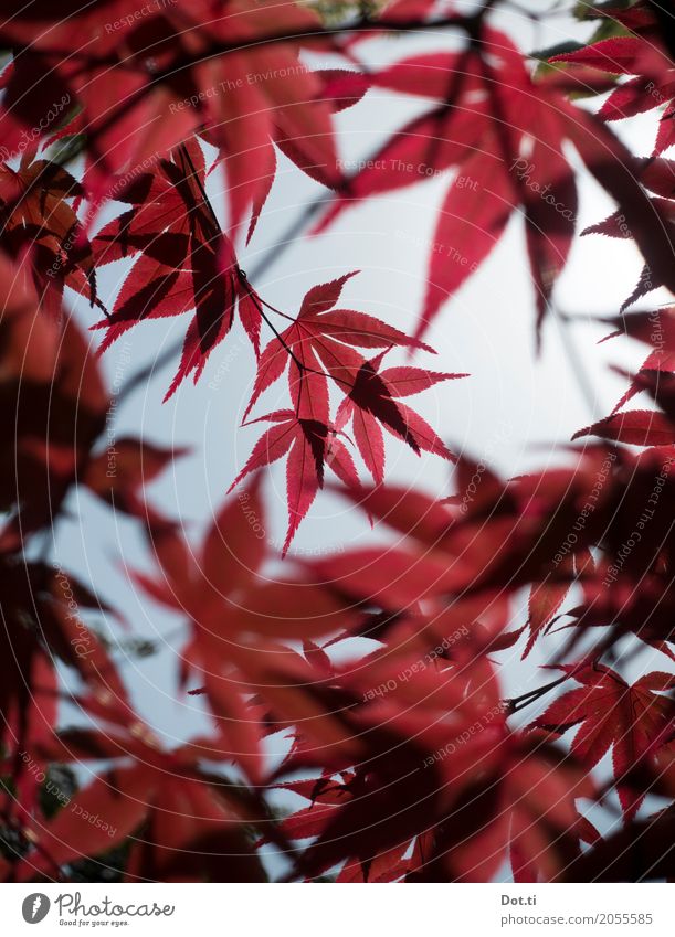 Konbanwa Nihon Nature Plant Tree Leaf Garden Park Red Idyll Growth Japan maple tree Transparent Colour photo Close-up Deserted Day Light Shadow Contrast