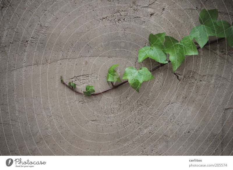 Always on the wall.... Plant Summer Ivy Leaf Foliage plant Wall (barrier) Wall (building) Growth Gray Green Colour photo Subdued colour Exterior shot
