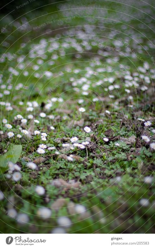 Green carpet, white spotted Nature Plant Spring Summer Flower Wild plant Meadow Growth White Daisy Many Grass Moss Ground Weed Mediocre Colour photo