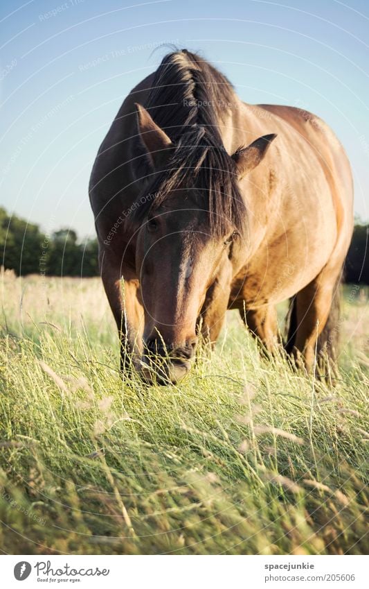 Wendy Beautiful Trip Horse 1 Animal To feed Stand Curiosity Cute Contentment Grass Grassland Pasture Colour photo Exterior shot Day Light Shadow Contrast