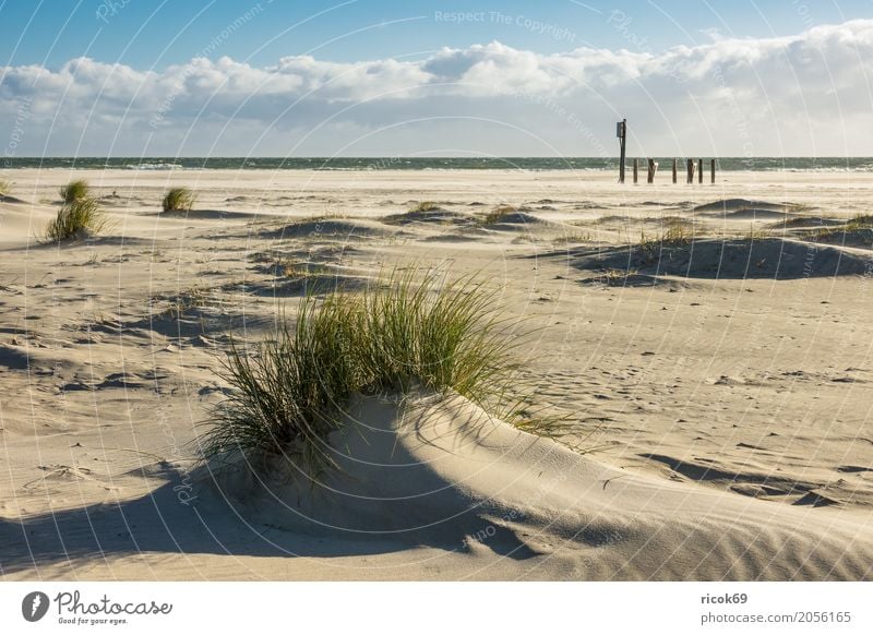 Landscape in the dunes on the island of Amrum Relaxation Vacation & Travel Tourism Beach Ocean Island Nature Sand Clouds Autumn Coast North Sea Blue Yellow Dune