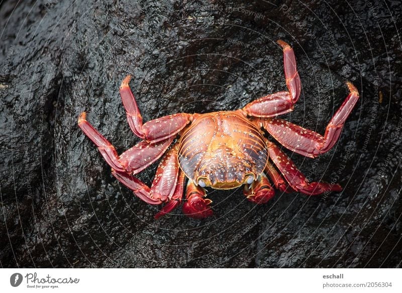 Crawling (Galapagos) Travel photography Nature Animal Water Rock Stone Wild animal Shellfish Shrimp crab Crustacean Seafood Marine animal Legs Esthetic