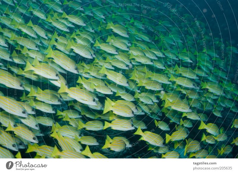 GROUPIES Fish Shoal of fish Flock Yellow full-frame image Dive Under Water Maldives Cuba Caribbean Sea Lesser Antilles Yucatan Vacation & Travel