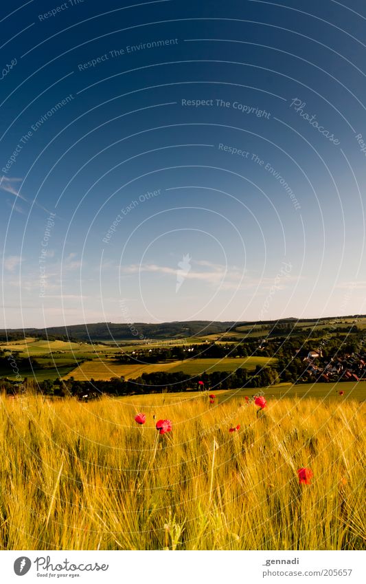 Weserbergland Environment Nature Landscape Air Sky Summer Beautiful weather Agricultural crop Wheatfield Poppy Meadow Field Mountain Dry Esthetic Contentment