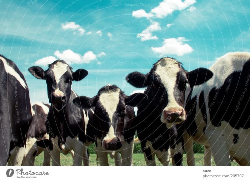 fuel stop Environment Nature Animal Sky Clouds Summer Beautiful weather Meadow Farm animal Cow Animal face Group of animals Natural Love of animals Country life
