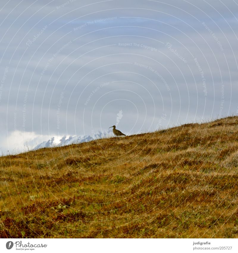 Iceland Environment Nature Landscape Plant Animal Earth Sky Clouds Climate Snow Grass Meadow Hill Mountain Bird Whimbrel 1 Stand Wait Natural Loneliness Life
