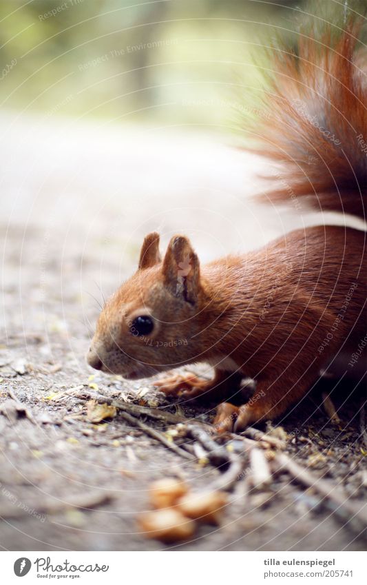 a (gauge)horn Nature Wild animal Squirrel 1 Animal Cute Curiosity Interest Caution Search Foraging Close-up Exterior shot Neutral Background Animal portrait