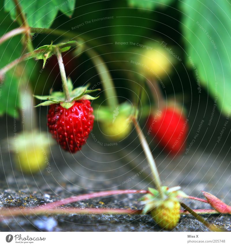 berry Food Fruit Nutrition Environment Nature Summer Plant Bushes Wild plant Growth Healthy Small Delicious Strawberry Wild strawberry Mature Colour photo