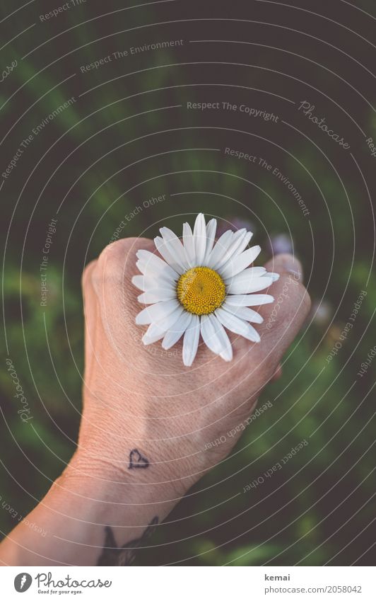 Through the flower, right into the heart (II) Style Wellness Harmonious Well-being Contentment Senses Relaxation Calm Freedom Summer Hand Tattoo Environment