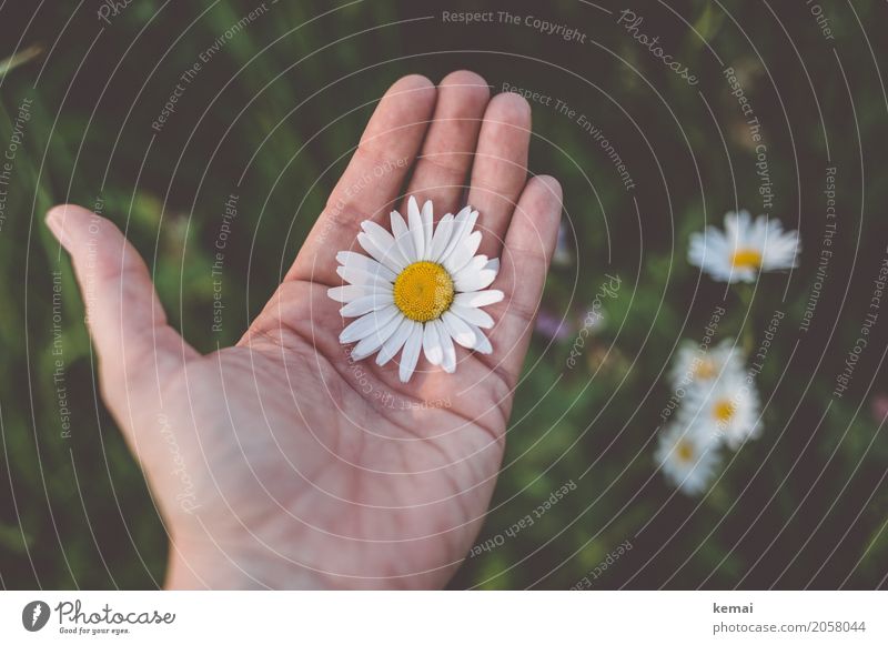 The flower is obvious Life Harmonious Well-being Relaxation Calm Leisure and hobbies Trip Adventure Freedom Human being Hand Fingers 1 Environment Nature Plant