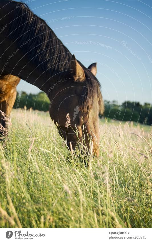 grazing Ride Nature Landscape Sky Grass Meadow Field Animal Horse 1 To feed Elegant Power Love of animals Gray Mane Blade of grass Colour photo Exterior shot