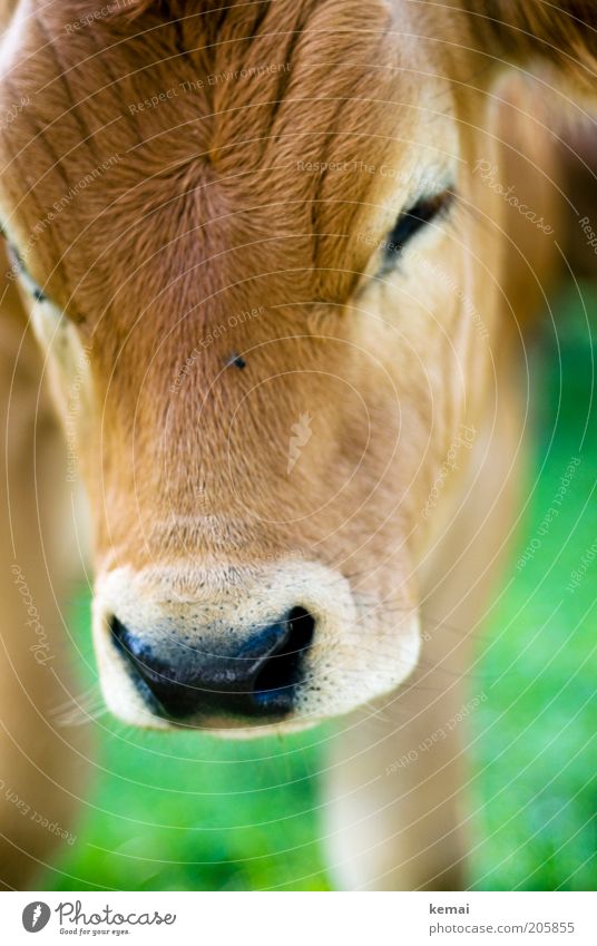cow-child Nature Animal Farm animal Fly Animal face Pelt Cow Cattle Head Snout Nose Eyes Calf 1 Baby animal Small Cute Brown Green Love of animals Beautiful