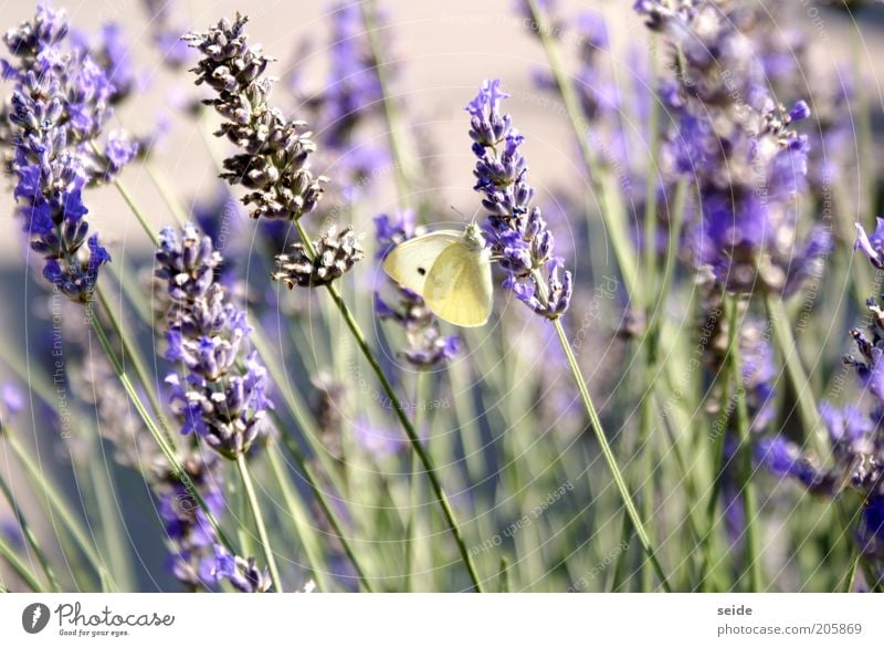 Caught Nature Spring Lavender Butterfly Elegant Beautiful Small Natural Green Violet Serene Purity Loneliness Nectar Fragrance Brimestone Deserted