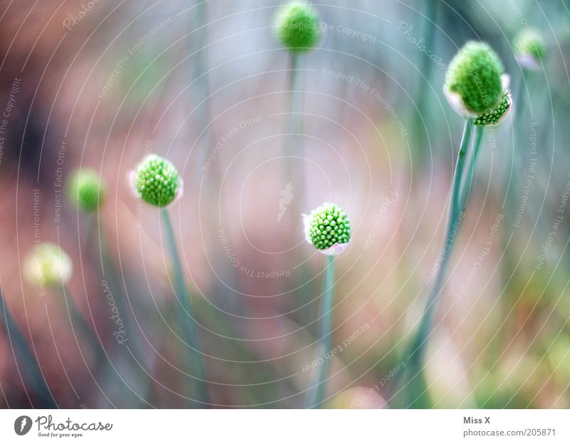Boem Grass Bushes Blossom Blossoming Growth Colour photo Multicoloured Close-up Deserted Shallow depth of field Green Blur Day