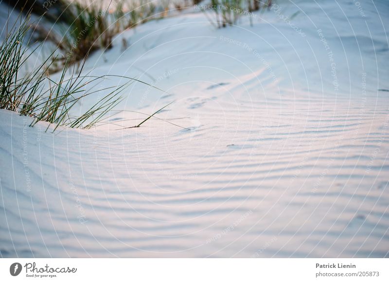 Blue hour Environment Nature Landscape Plant Elements Earth Sand Summer Weather Wind Wild plant Dune marram grass Ripple Structures and shapes Subdued colour