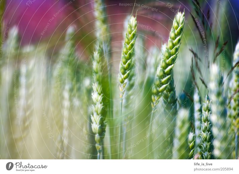 a touch of nature Calm Environment Nature Summer Wheat ear Field Growth Beautiful Inspiration Joie de vivre (Vitality) Exterior shot Detail Agriculture Green