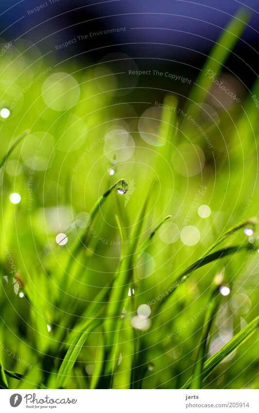 "drop." Environment Nature Drops of water Spring Summer Grass Foliage plant Meadow Fresh Wet Green Colour photo Close-up Detail Deserted Day Light Sunlight