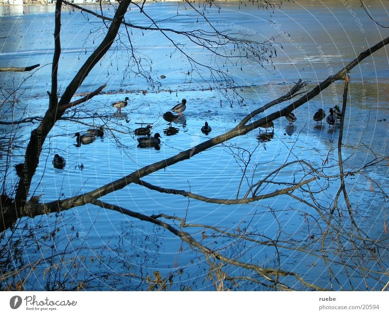 the ducks of the Thalersee Lake Duck Lake Thaler Ice quick-frozen between trees