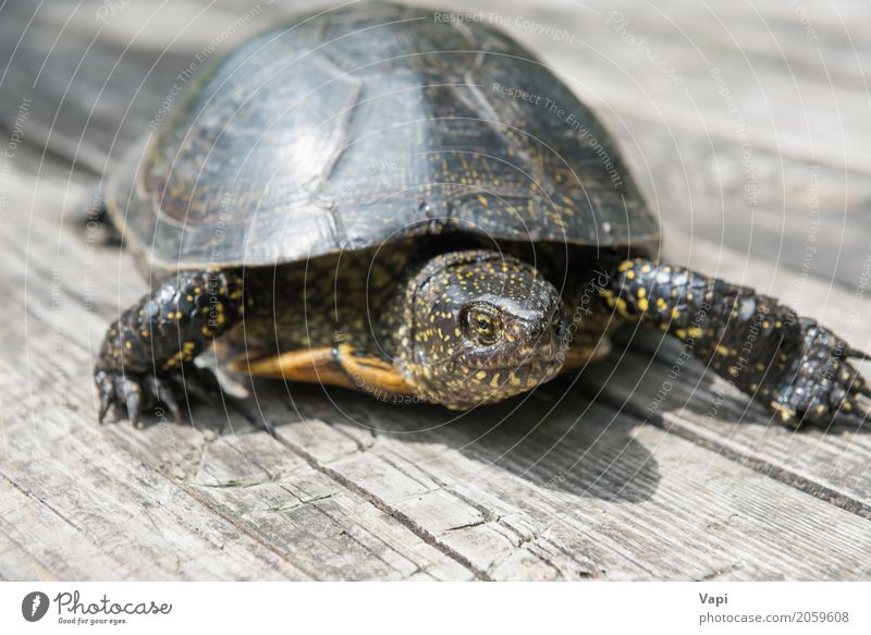 Big turtle on old wooden desk Exotic Summer Sun Garden Desk Table Environment Nature Animal Sunlight Pet Wild animal 1 Wood Old Crawl Small Natural Cute Brown