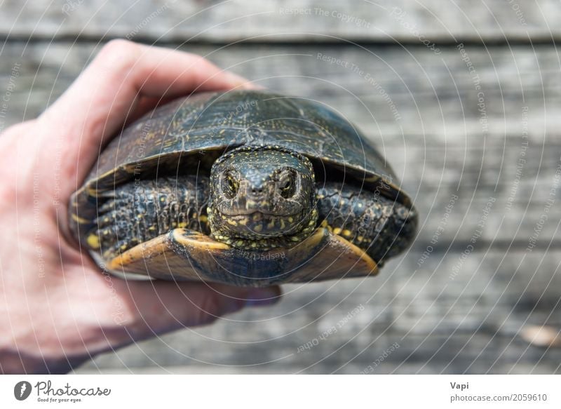 A hand with big pet turtle hided in shell Exotic Summer Sun Desk Table Hand Environment Nature Animal Pet Wild animal Animal face 1 Wood Old Small Natural Cute