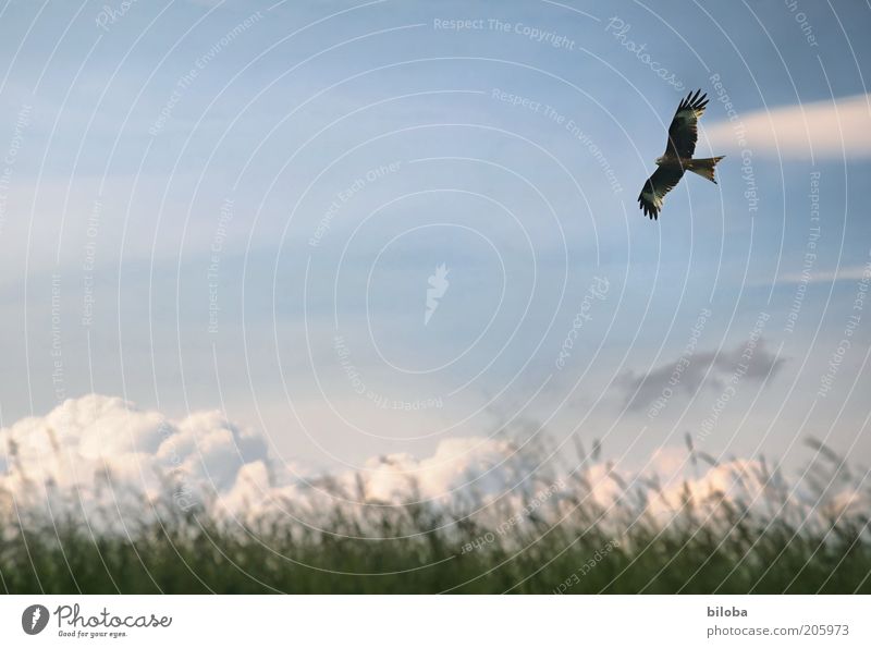 freedom Clouds Climate Weather Bird Wing 1 Animal Blue Brown Green White Esthetic Freedom Common buzzard Sailing Copy Space right Flying Exterior shot