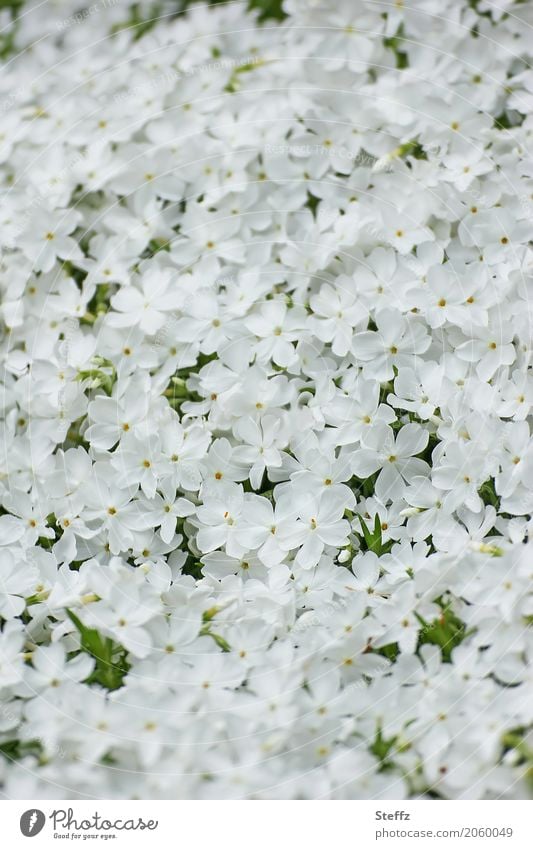 fragrant white phlox in the spring Phlox Flame Flowers Flowerbed Carpet of flowers ornamental plants Ornamental flowers spring flowers Herbaceous plants blossom