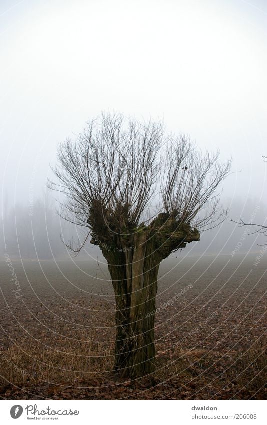 Tree in the Fog Environment Nature Landscape Plant Autumn Bad weather Field Emotions Moody Power Calm Loneliness Twig Twigs and branches Colour photo