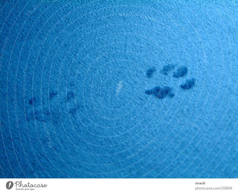 tracks Cat Paw Tracks Blue