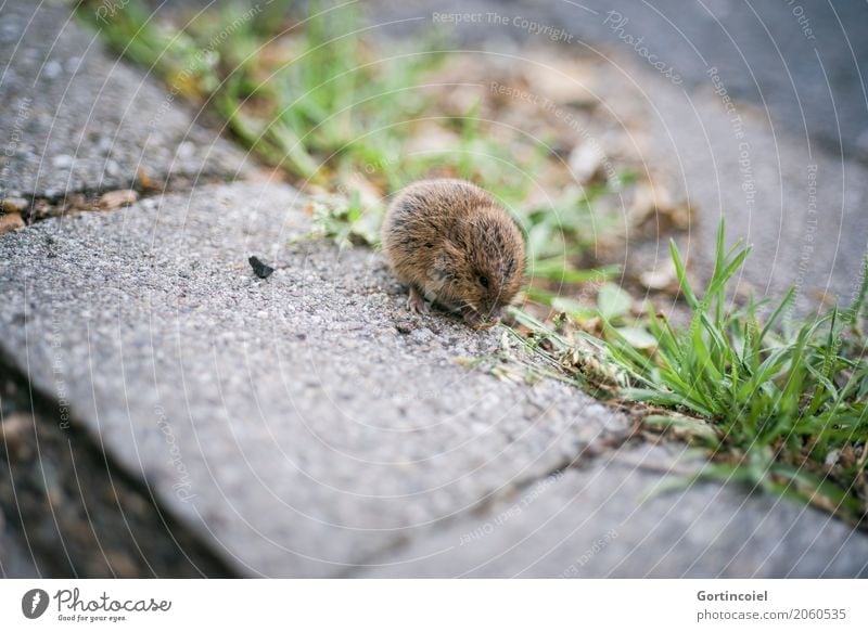 Microtus agrestis Town Street Animal Wild animal Mouse Pelt 1 Baby animal Small Cute Field vole To feed Grass Seed Brown Colour photo Exterior shot Deserted