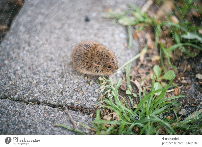ground mouse Town Street Animal Wild animal Mouse Pelt 1 Baby animal Small Cute Field vole Microtus agrestis To feed Grass Seed Brown Colour photo Exterior shot