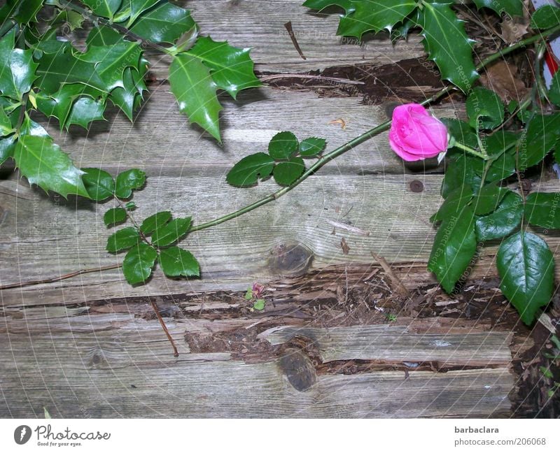 I never promised you a rose garden. Plant Flower Rose Blossom Wood Old Blossoming Fragrance Growth Pink Decline wallflower Colour photo Exterior shot Day Thorn