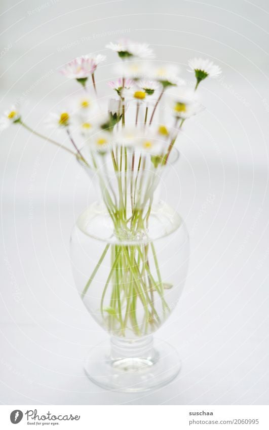 daisies Flower Daisy Bouquet Vase Stalk Blossom Spring Glass Water Bright