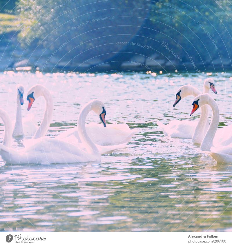I swant Beautiful Animal River bank Swan Group of animals Rutting season Esthetic Approach Encounter Looking Summer Summery Love White Safety (feeling of)