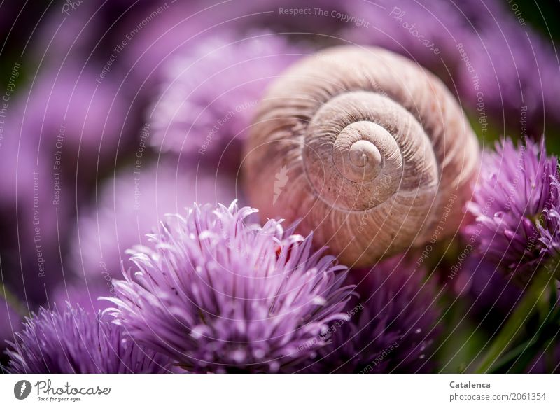 Kitsch | rose kitschy motif; snail shell on flowers of chives Nature Plant Animal Summer Blossom Chives chive blossom Garden Vegetable garden Crumpet