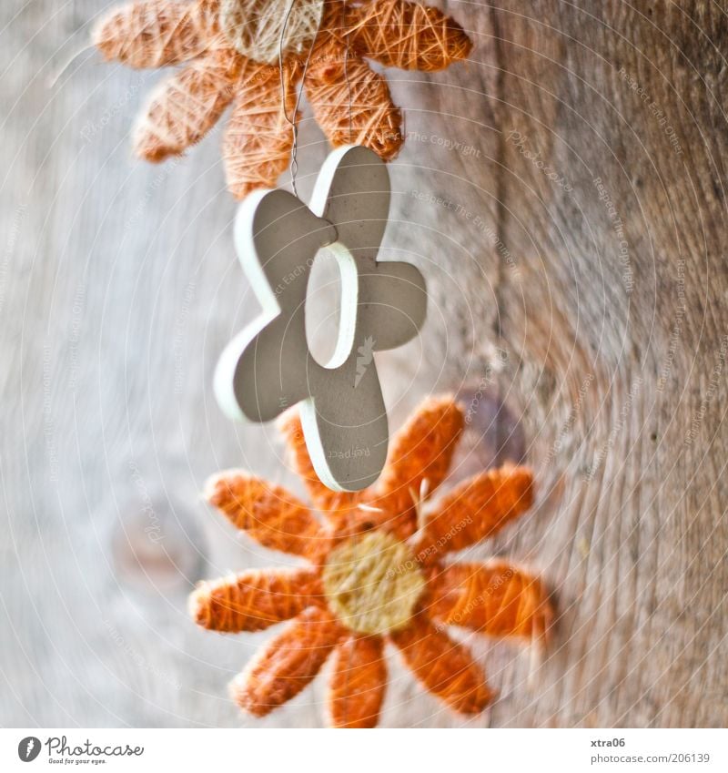 good morning flowers Wood Natural Decoration Flower Orange Paper chain Colour photo Exterior shot Close-up Sunlight Blossom Nature Natural color Wooden board