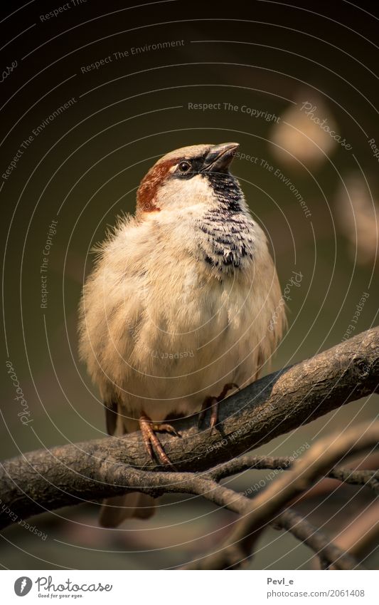 flight readiness Zoo Nature Animal Wild animal Bird Wing Sparrow 1 Wait Esthetic Fat Calm Elegant Colour photo Exterior shot Deserted Day Central perspective