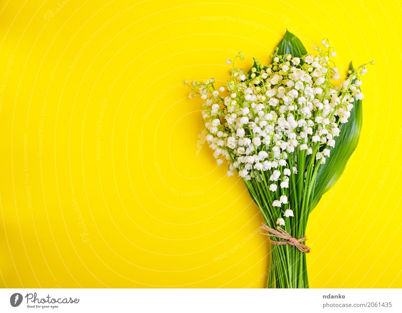 Bouquet of white lilies of the valley Beautiful Decoration Feasts & Celebrations Valentine's Day Plant Flower Leaf Blossom Blossoming Bright Small Yellow Green
