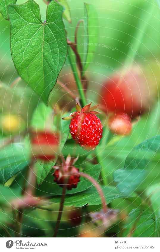 Berry II Food Fruit Nutrition Garden Nature Summer Plant Leaf Agricultural crop Wild plant Meadow Healthy Small Delicious Red Strawberry Wild strawberry