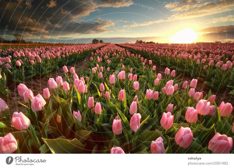 sunset over pink tulip field Sun Nature Landscape Sky Clouds Sunrise Sunset Spring Flower Tulip Blossom Field Blue Pink many cultivated agriculture