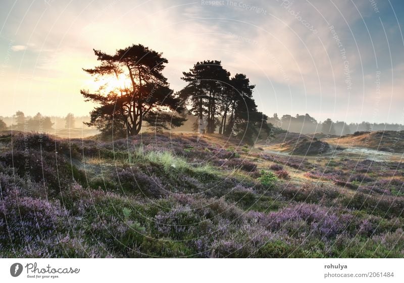 pine trees and heather flowers at misty sunrise Summer Sun Nature Landscape Sky Sunrise Sunset Beautiful weather Fog Tree Flower Blossom Meadow Hill Blue Pink