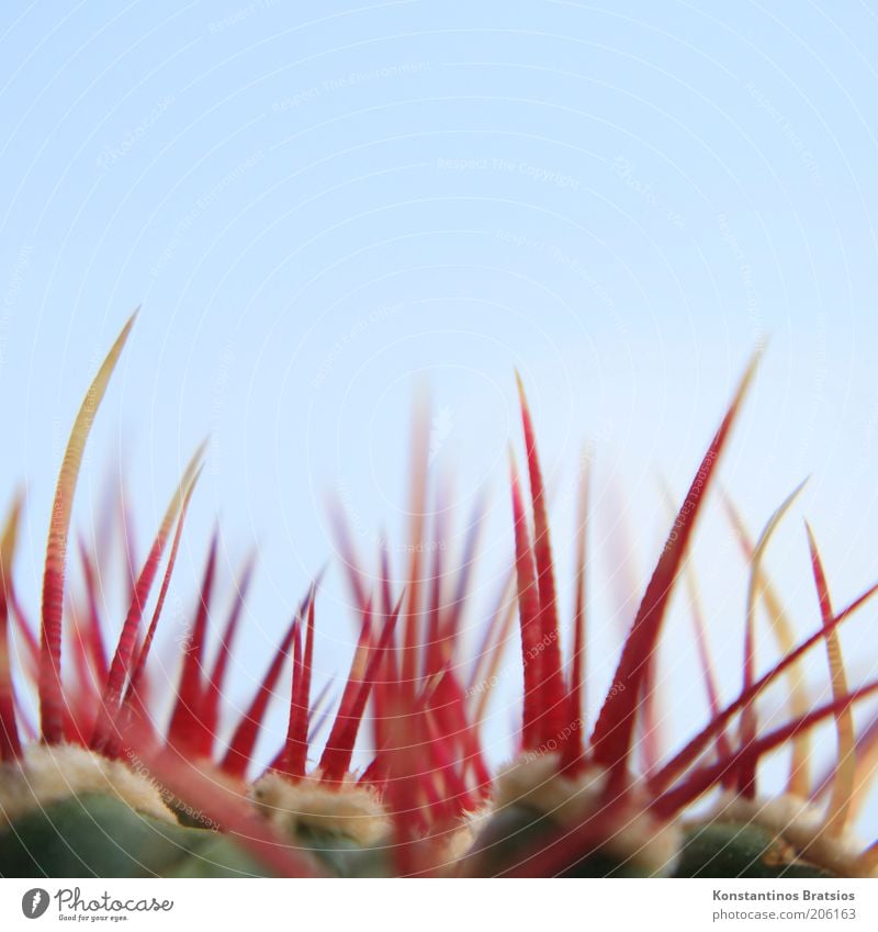 Stechus cactus Plant Cloudless sky Cactus Cactusprickle Thin Authentic Firm Large Near Above Point Thorny Blue Yellow Red Dangerous Esthetic Pain Protection