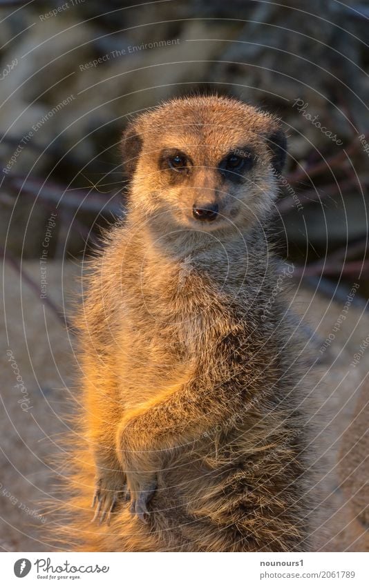 What are you looking at? Animal Wild animal Meerkat 1 Crouch Looking Funny Natural Curiosity Original Smart Brown Safety Protection Safety (feeling of) Peaceful
