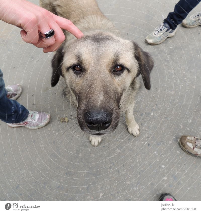 hello dog 02 Human being Hand Feet Group Footwear Animal Pet Dog Pelt Petting zoo 1 Touch To enjoy Love Looking Playing Brash Happy Cuddly Curiosity Cute Under