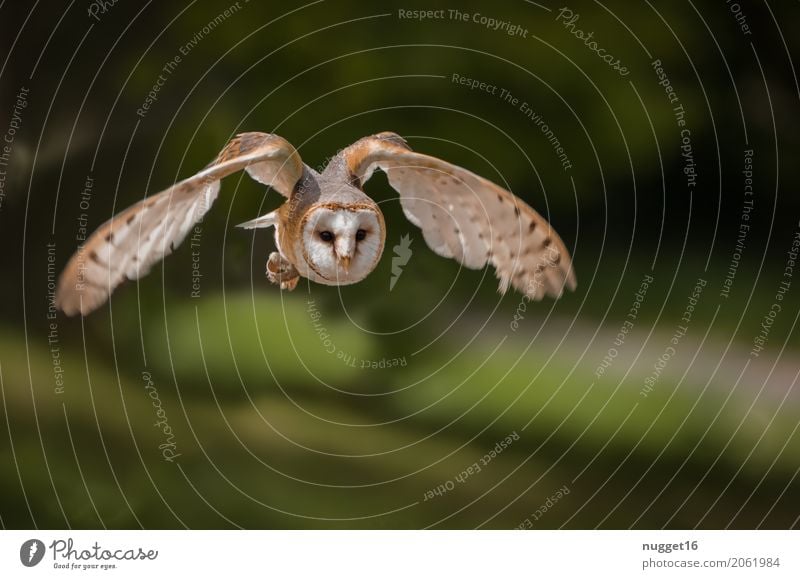 barn owl Environment Nature Animal Beautiful weather Park Forest Wild animal Bird Animal face Wing Zoo Barn owl 1 Flying Hunting Esthetic Authentic Exceptional