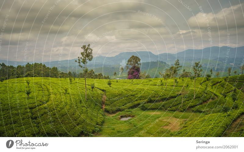 Tea plantations of Kandy Environment Nature Landscape Plant Sky Clouds Horizon Sun Spring Summer Weather Beautiful weather Warmth Foliage plant Exotic Garden
