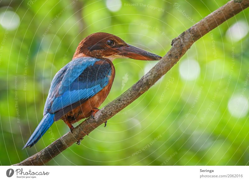 Everything at a glance Tree Animal Wild animal Bird Animal face Wing Claw 1 Flying Kingfisher Asia Sri Lanka Multicoloured Blue Brown Red Beak Colour photo