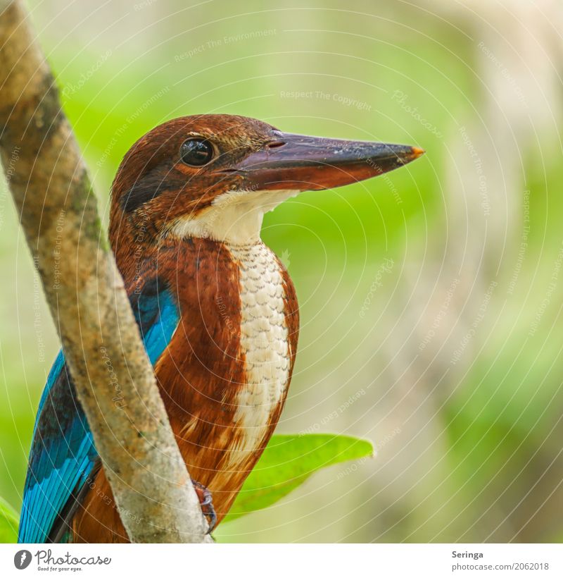 Brown Kingfisher, Blue Kingfisher Environment Nature Plant Animal Tree Garden Park Forest Virgin forest Lakeside River bank Brook Wild animal Bird Animal face 1