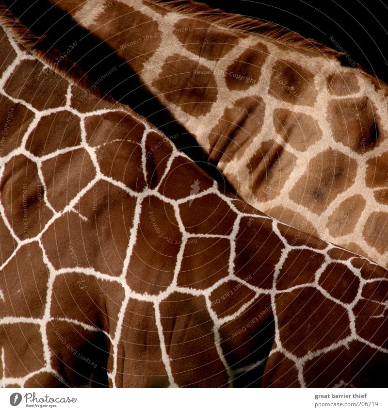 field theory Zoo Pelt Animal 1 Pair of animals Stand Brown Giraffe Colour photo Multicoloured Exterior shot Close-up Detail Pattern Structures and shapes
